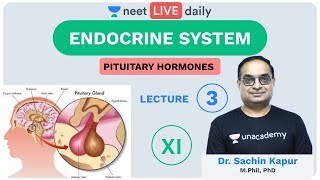 Endocrine System  L3  Pituitary Hormones  Unacademy NEET  LIVE DAILY  NEET Biology  Sachin Sir [upl. by Gino544]