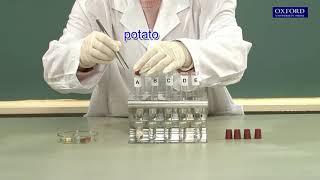 Practical 41 Demonstration of the action of enzymes [upl. by Oirretno623]