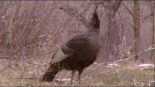 Turkey Hunting  Great footage of Hens cutting and yelping [upl. by Greerson596]