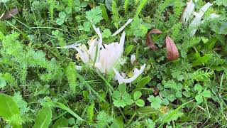 Coral fungi  November 2024 [upl. by Crockett715]