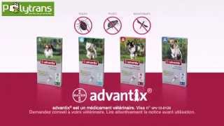 ADVANTIX SPOT ON Traitement contre les puces et tiques chez POLYTRANS [upl. by Akinehs]