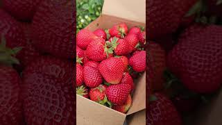 Strawberry Picking South Australia youtubeshorts [upl. by Wamsley550]