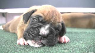 Boxer Puppies Begin to See in HD [upl. by Glennon610]