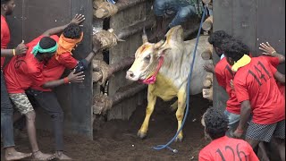 Ulagampatti Jallikattu 2023 Videos  உலகம்பட்டி ஜல்லிக்கட்டு 2023 Videos [upl. by Pagas896]