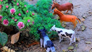 animals video dog hamba horse matikata trolley tractor cattle cow cow  Nov 10 20241059 AM [upl. by Kealey]