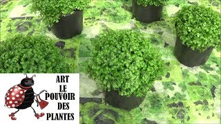 Conseils jardinage sélaginelle entretien et arrosage Plante verte dintérieur [upl. by Yelsek311]