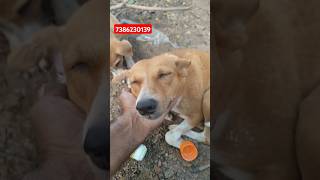 Medicine for ear infection 😢dogs streetdogsofindia animaldog streetdog [upl. by Eramal]