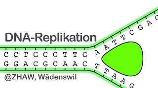 DNA Replikation [upl. by Heid128]