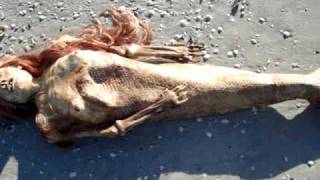 Dead Mermaid Discovered in Florida [upl. by Mikeb715]