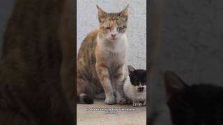 Two cats love life pets animals pushy cat [upl. by Hare]