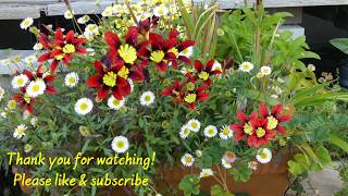 Timelapse Sparaxis tricolor Flowers  Scaledup Version [upl. by Weidman]