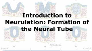 Introduction to Neurulation [upl. by Noirrad]