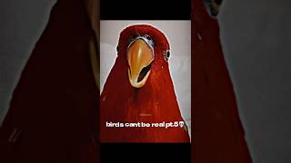 im running out of birds😭 birds bird edit sound birdsounds birdslover [upl. by Neeluj]