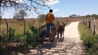 fomos tirar vassoura de mato para varrer os terreiroso vaqueiro comprou umas criações aqui na roça [upl. by Sharp]