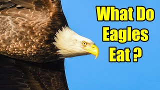 What do Eagles Eat – Bald Eagle Diet [upl. by Court]