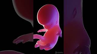 Development of the human fetus anatomy meded 3dmodel [upl. by Jordans]