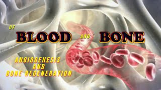 Of Blood and Bone Angiogenesis and bone regeneration [upl. by Jone]