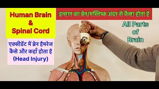 FullVideoइंसान का दिमागब्रेन अन्दर से कैसा होता है । Parts of Human Brain viral trending brain [upl. by Panthia]