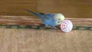 Budgerigar Playing With Ball [upl. by Llenrag97]