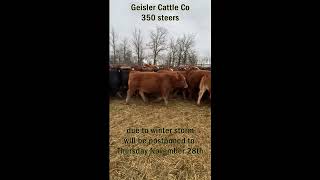 Geisler Cattle Co2 [upl. by Hael]