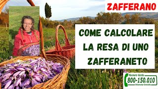 Zafferano  Come calcolare la resa di uno Zafferaneto [upl. by Odrareve]