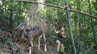 Traces of wild goats discovered trap making skills to catch them survival alone [upl. by Salguod549]