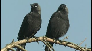 Choucas des tours  Corvus monedula [upl. by Jun]