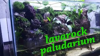 My first mini paludarium [upl. by Eniortna41]