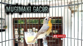 SIKATAN MUGIMAKI GACOR [upl. by Nady]