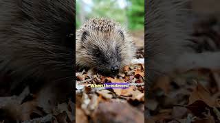 Why hedgehog wont be pet wildlife wildplanet animaldocumentary hedgehog hedgehoglover [upl. by Nodnarbal]