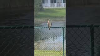 Redshouldered hawk [upl. by Ibob]