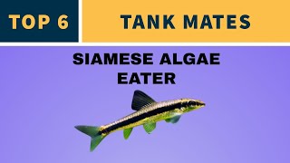 TOP 6 TANK MATES FOR SIAMESE ALGAE EATER [upl. by Ahcmis]