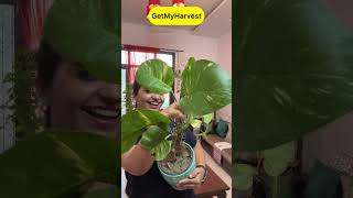 7 Plants with Big Leaves  बड़े पत्तों वाले पौधे shorts [upl. by Cletis]