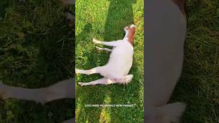 Why fainting goat faint shorts [upl. by Zolner985]