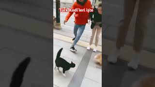 🐱🇹🇷🐱 shortsvideo 😂 [upl. by Redford]