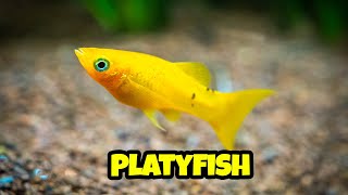 All You Need to Know About Platy Fish 🐟 how to breed platy complete guide [upl. by Yrokcaz]