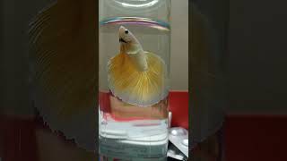 Golden betta fish Halfmoon [upl. by Havener423]