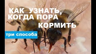 Признаки того что пора кормить пчёл зимой Спасайте пчёл [upl. by Hovey]