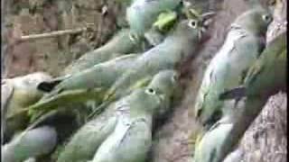 Wild Mealy Amazons at a clay lick in Manu Peru [upl. by Koenig]