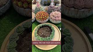 Useful tips for succulents 🪴 suculentas 다육이들 多肉植物 garden Shorts [upl. by Carol]