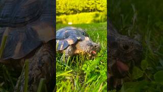 Marginated Tortoise🐢🐢LOVES EATING WEEDS 🌱🌱🌱🌱🌱tortoise shorts [upl. by Innavoj134]