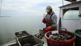 Chesapeake Can Oysters Save the Bay [upl. by Esinyl391]