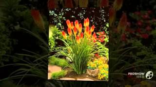 Kniphofia  garden plants [upl. by Hampton]