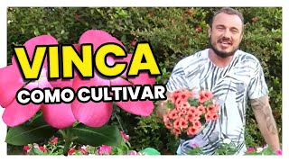 VINCA  DICAS DE CULTIVO [upl. by Kancler]