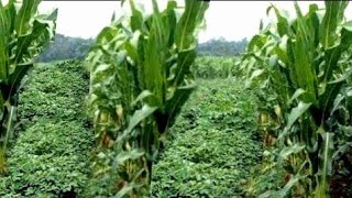 Intercropping Companion Planting With Potatoes  Companion Planting With Sweet CornMaize [upl. by Immas]