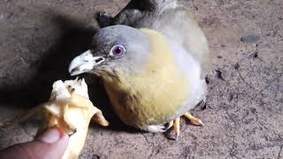 Feeding yellowfooted green pigeon Treron phoenicopterus [upl. by Pillow364]