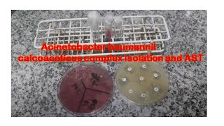 Acinetobacter isolation and its Antimicrobial Sensitivity Testing [upl. by Marti392]