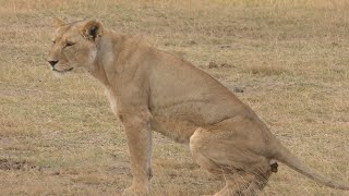 ライオンアンボセリ国立公園LionAmboseli National ParkKenya [upl. by Thorrlow]