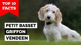 Petit Basset Griffon Vendeen  Top 10 Facts [upl. by Dietz]