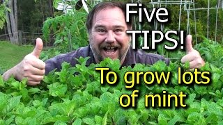 5 Tips How to Grow a Ton of Mint in one Container or Garden Bed [upl. by Paulo6]